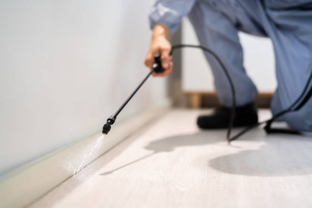 Licensed Wasp Removal service in St. Charles, MI - Show Me Pest Control